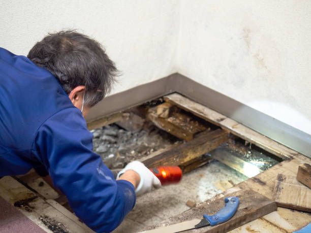 Best Crawl Space Mold Removal  in Fort Mohave, AZ