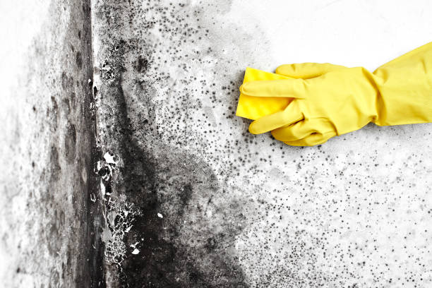 Mold Testing and Removal in Fort Mohave, AZ