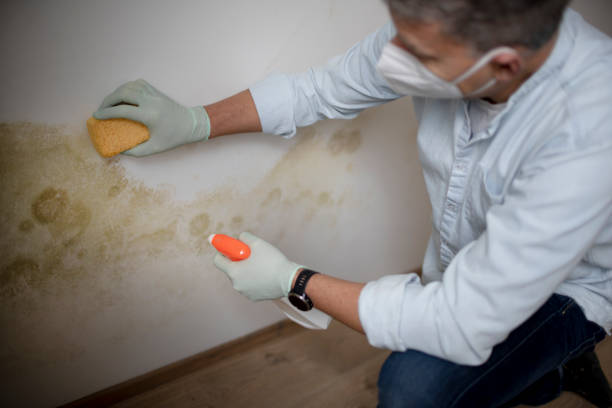 Best Commercial Mold Removal  in Fort Mohave, AZ