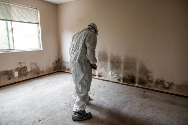 Professional Mold Removal in Fort Mohave, AZ