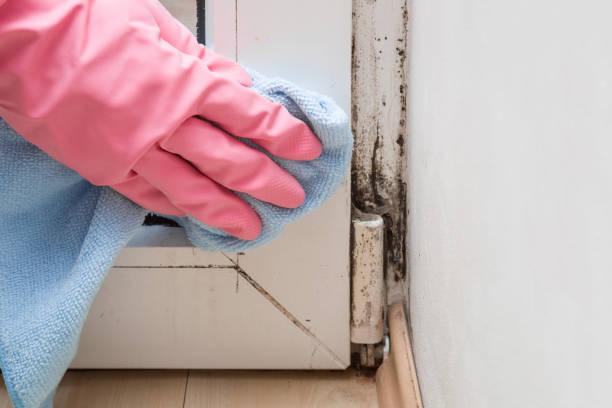 Best Mold Removal Process  in Fort Mohave, AZ